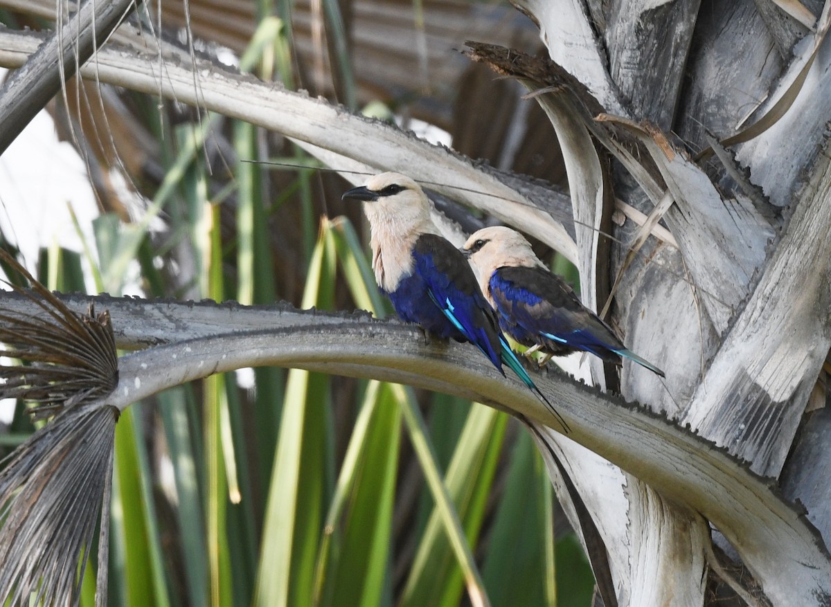 Синебрюхая сизоворонка - ML646383131