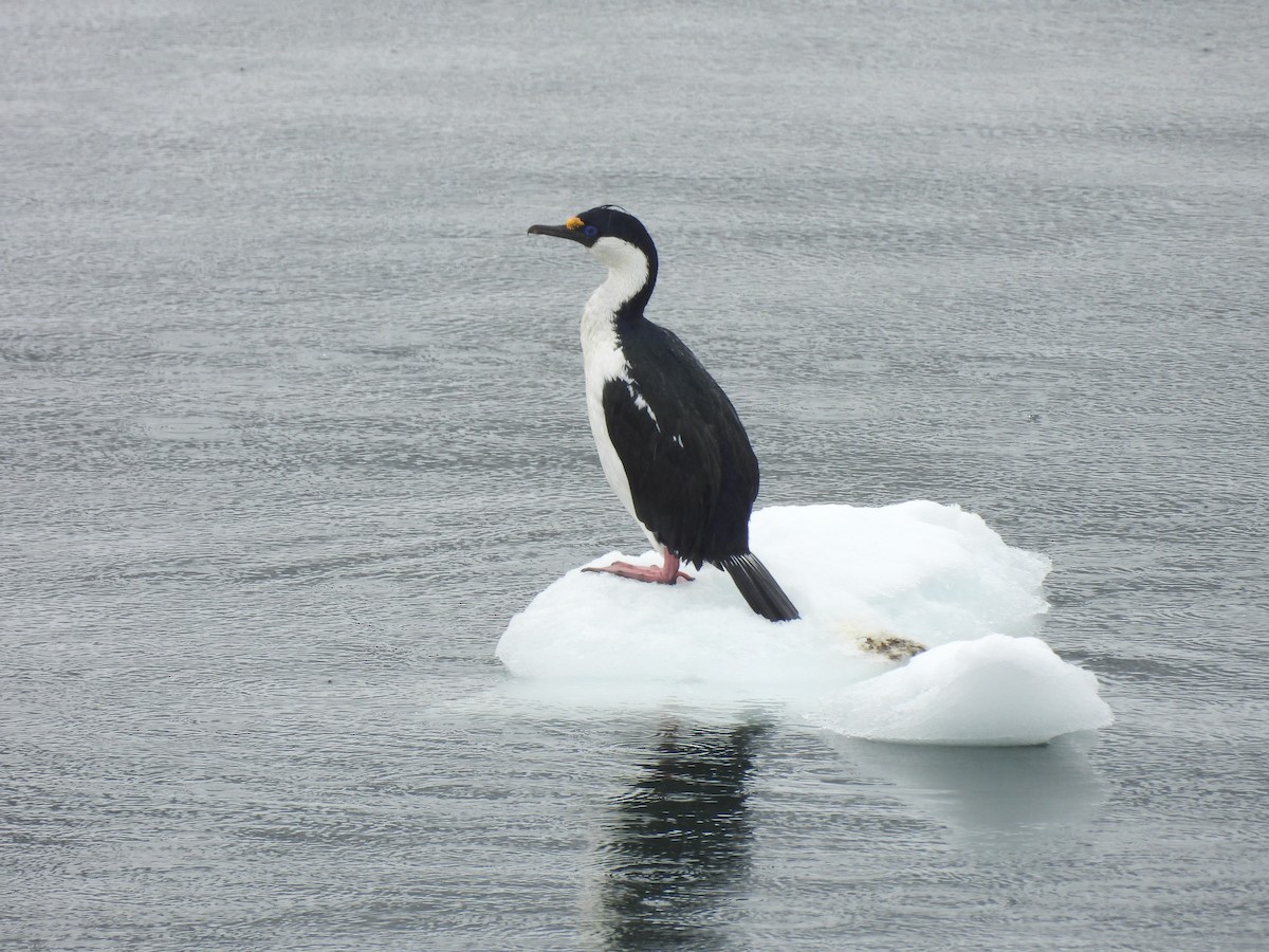 Imperial Cormorant (South Georgia) - ML646383132
