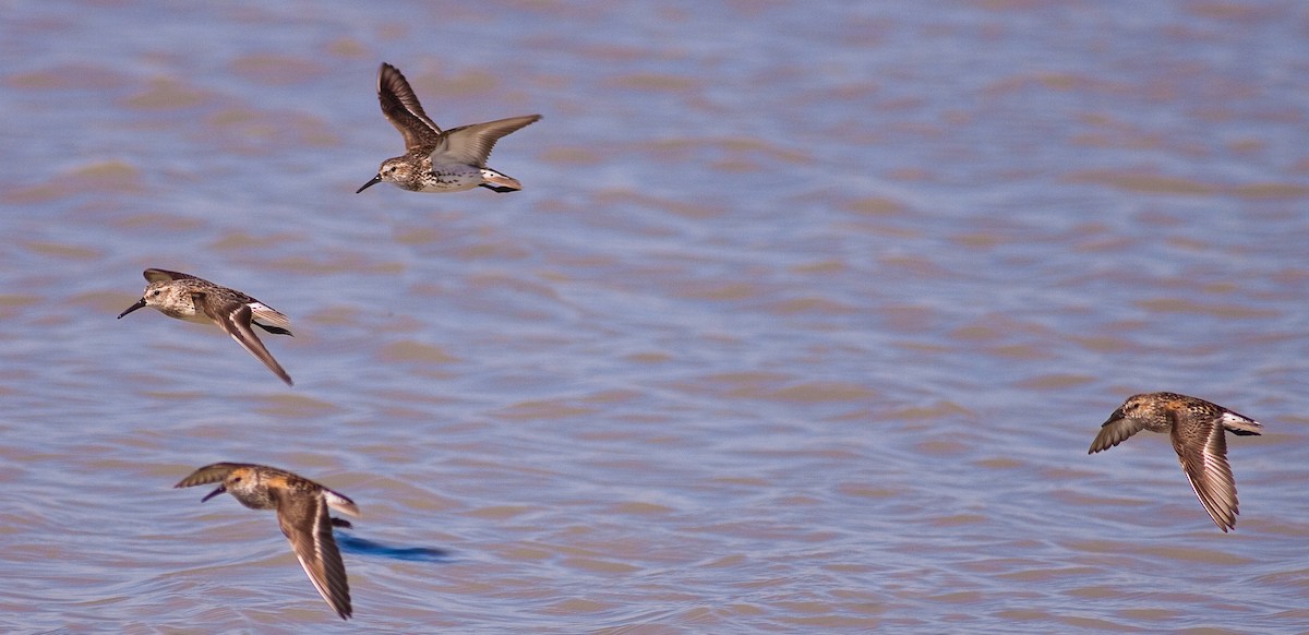 Перепончатопалый песочник - ML646383133