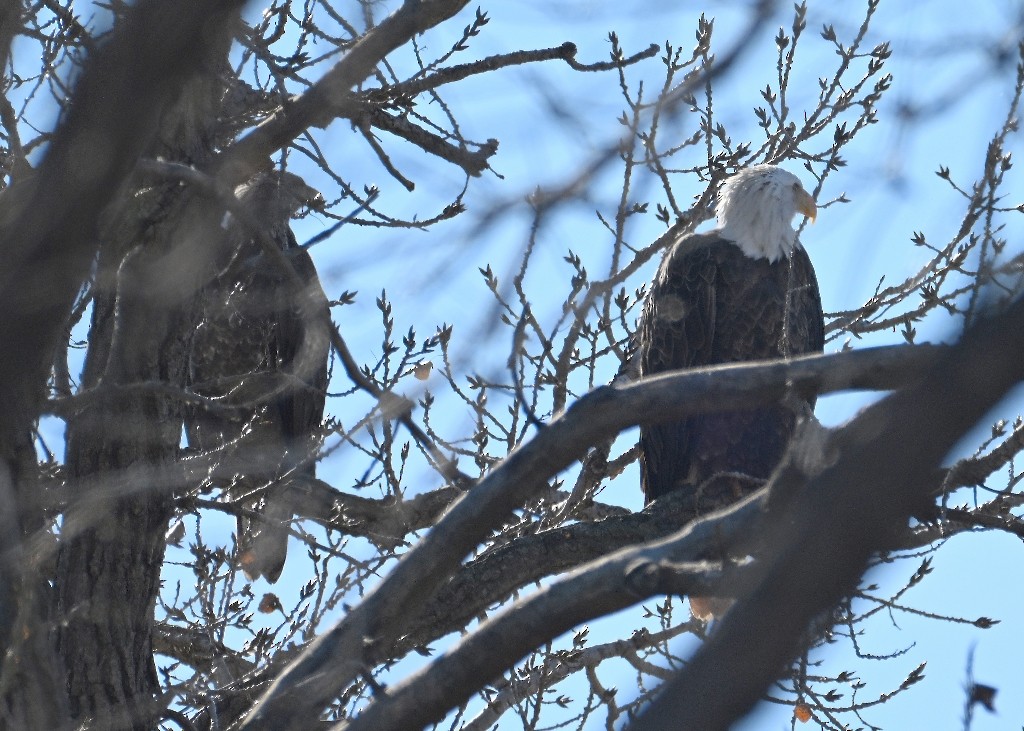 Белоголовый орлан - ML646383134