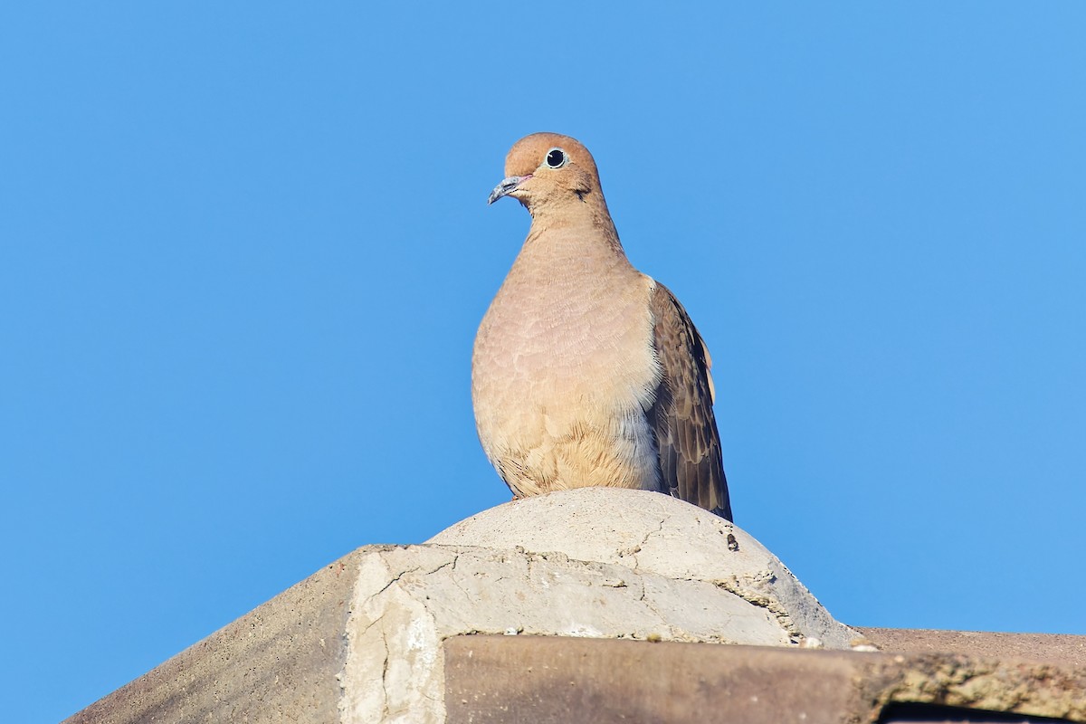 Плачущая горлица - ML646383135