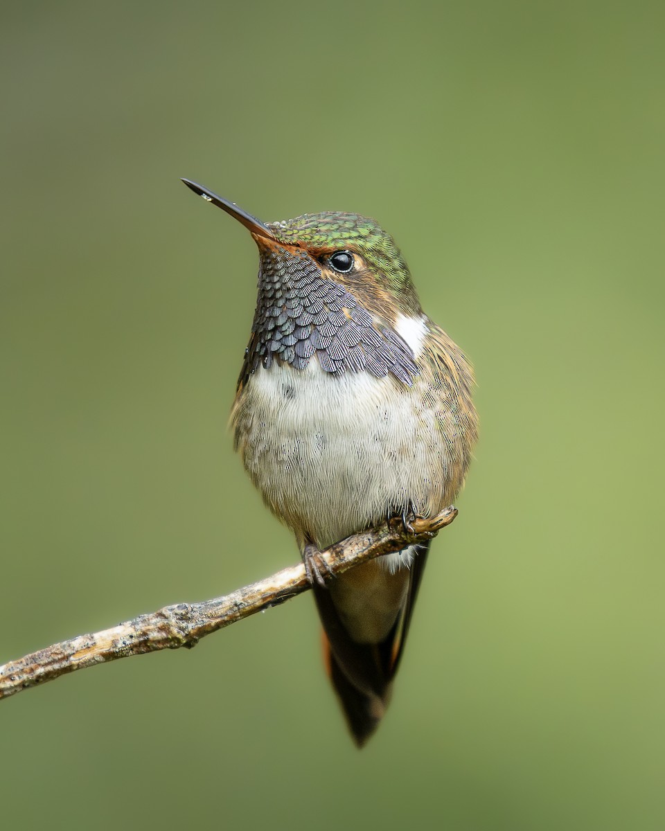 Вулкановый колибри - ML646383136