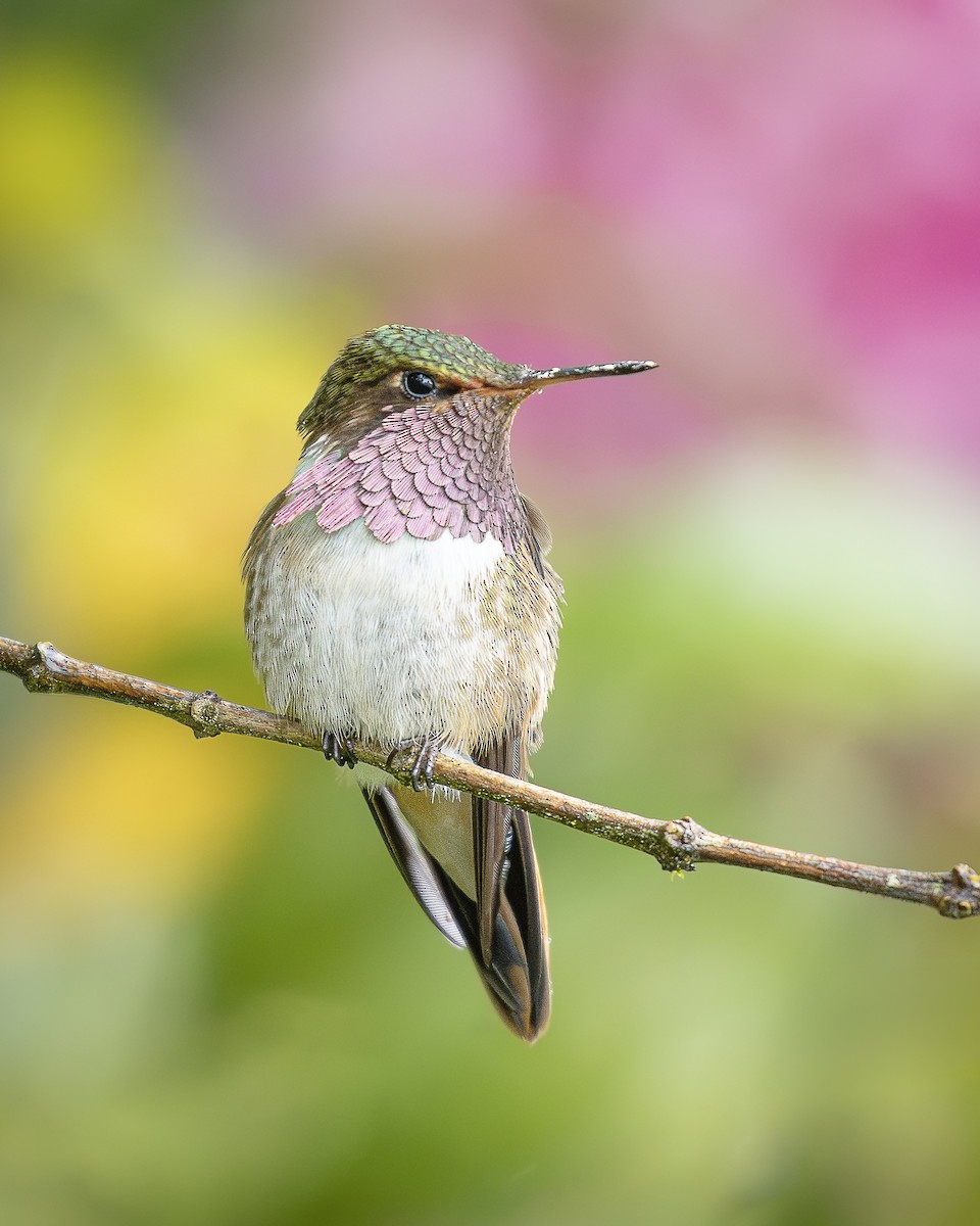 Вулкановый колибри - ML646383137