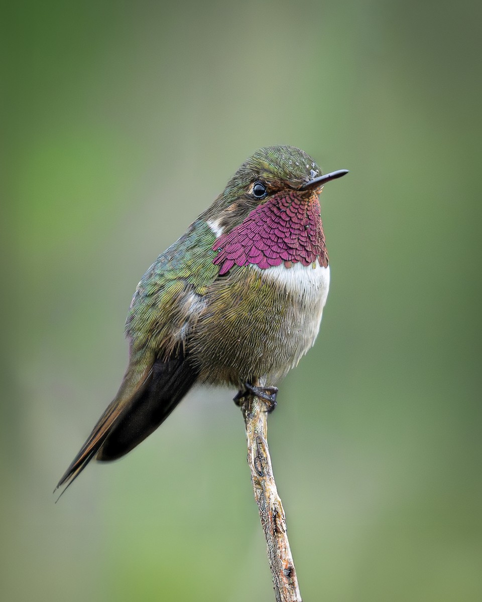 Вулкановый колибри - ML646383138