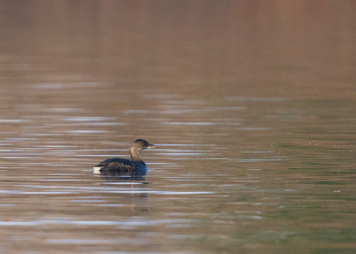 Пестроклювая поганка - ML646383139