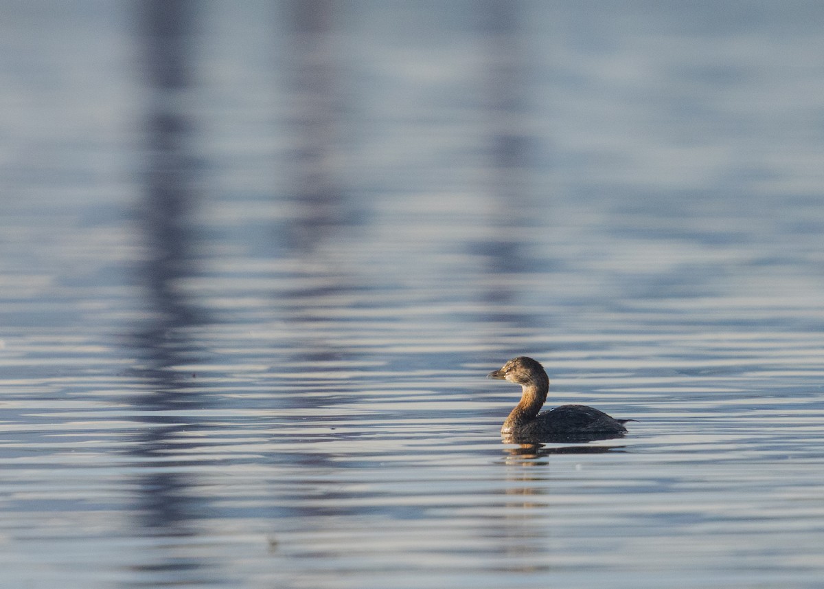 Пестроклювая поганка - ML646383140