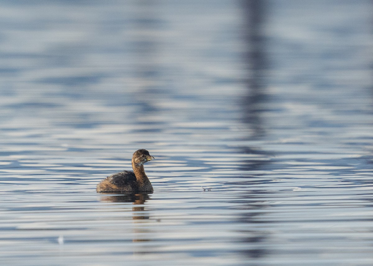 Пестроклювая поганка - ML646383141