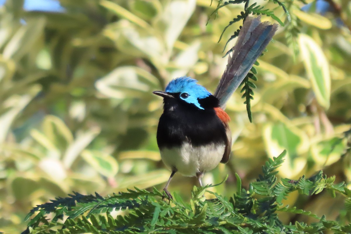 Red-winged Fairywren - ML646383142