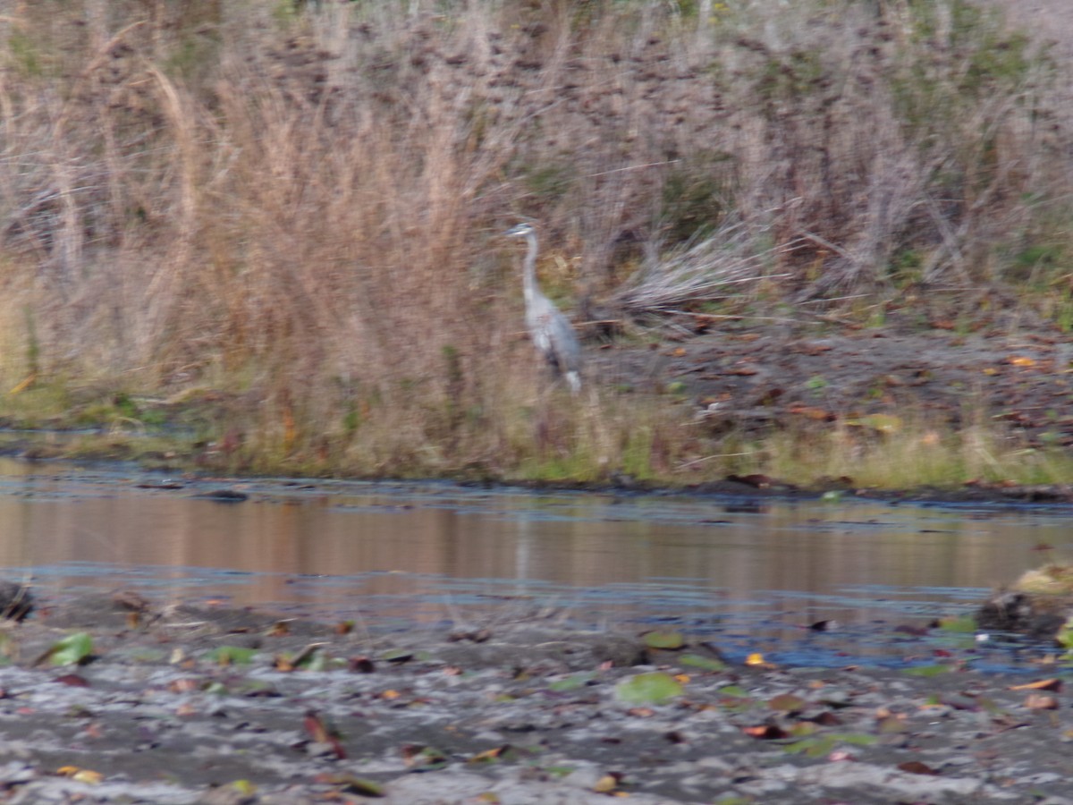 Большая голубая цапля - ML646383143