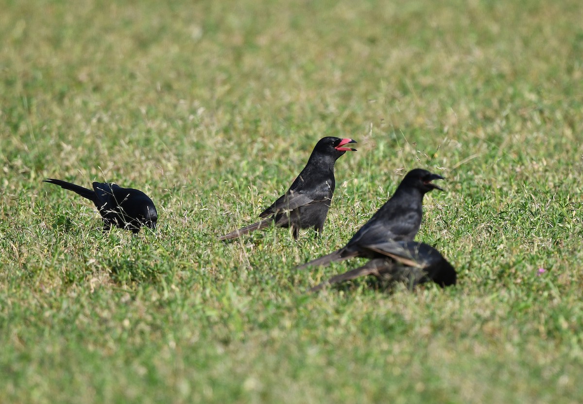 Африканская сорока - ML646383144