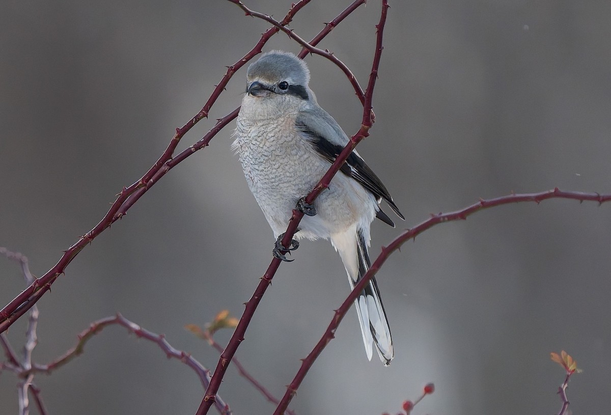 Северный сорокопут - ML646383146