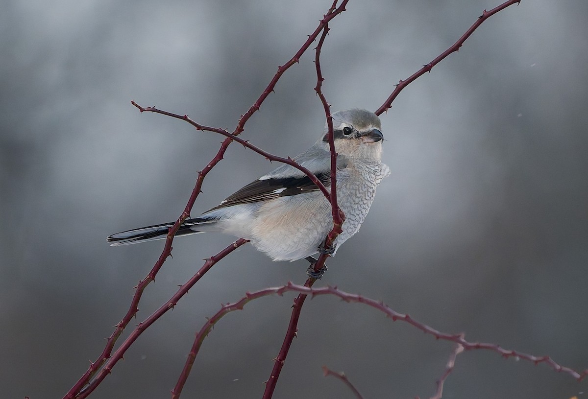Северный сорокопут - ML646383147