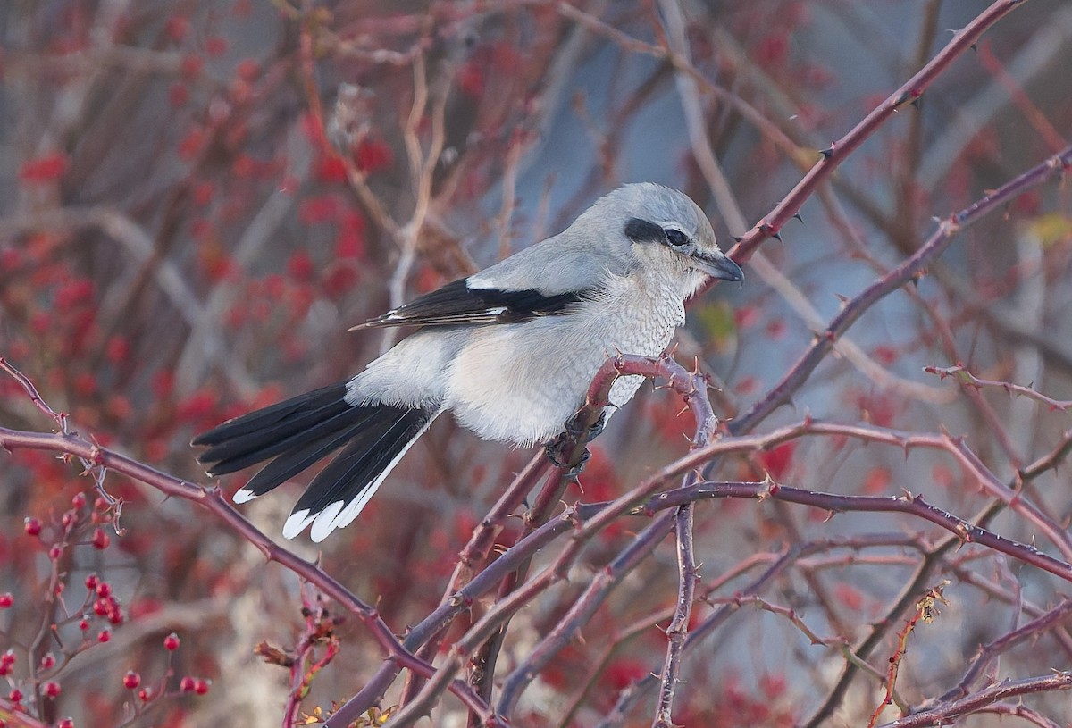 Северный сорокопут - ML646383148