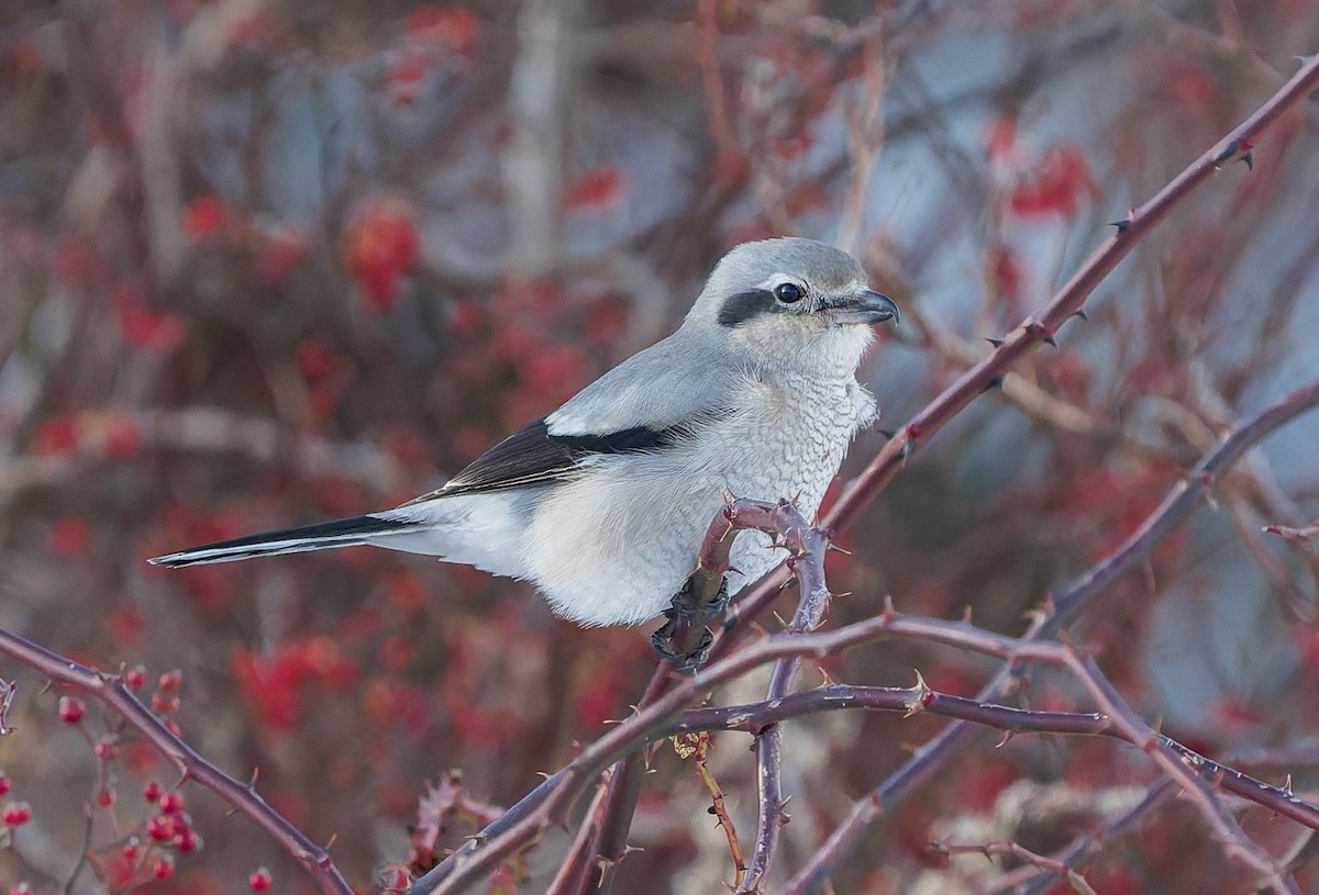 Северный сорокопут - ML646383149