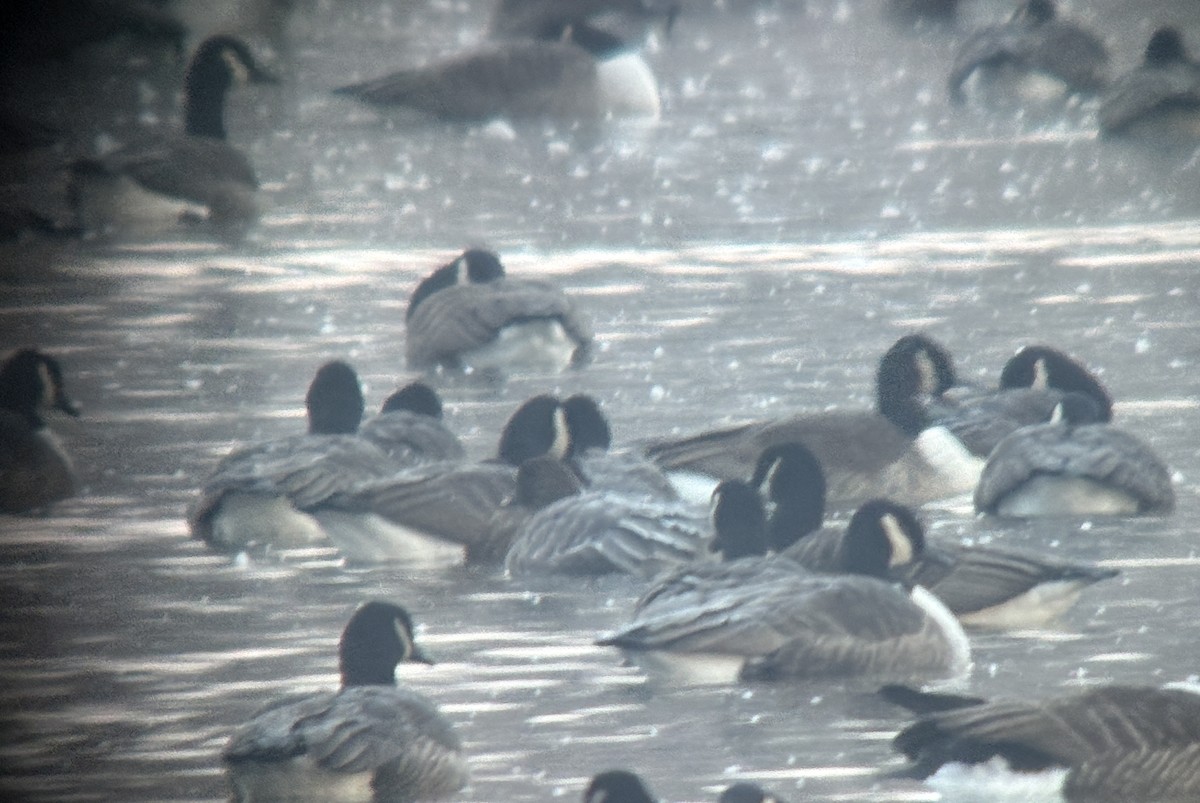 Pink-footed Goose - ML646383150