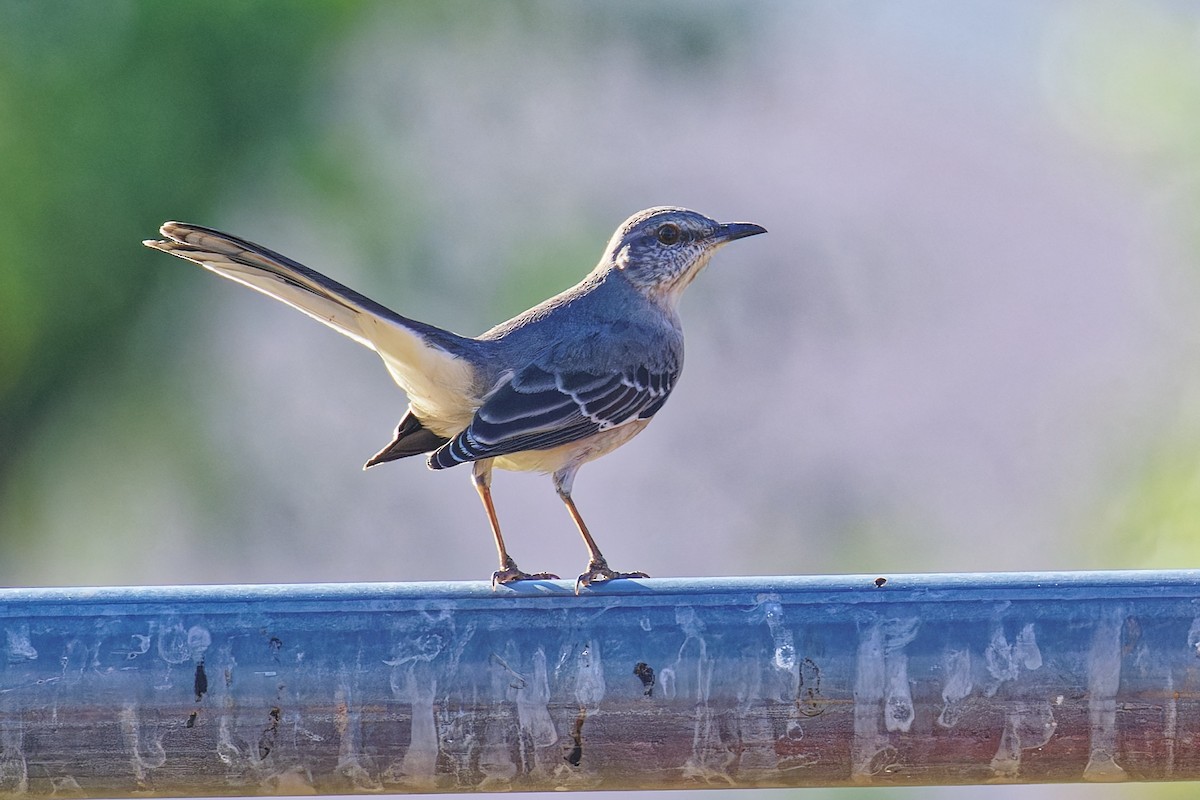Northern Mockingbird - ML646383151