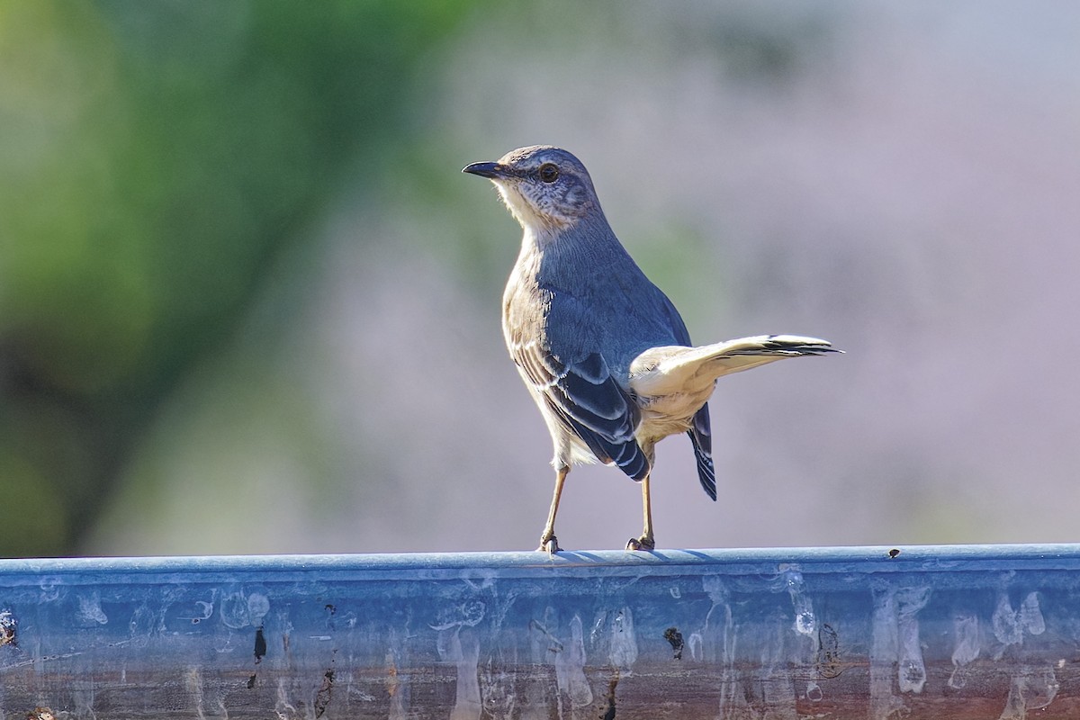 Northern Mockingbird - ML646383152