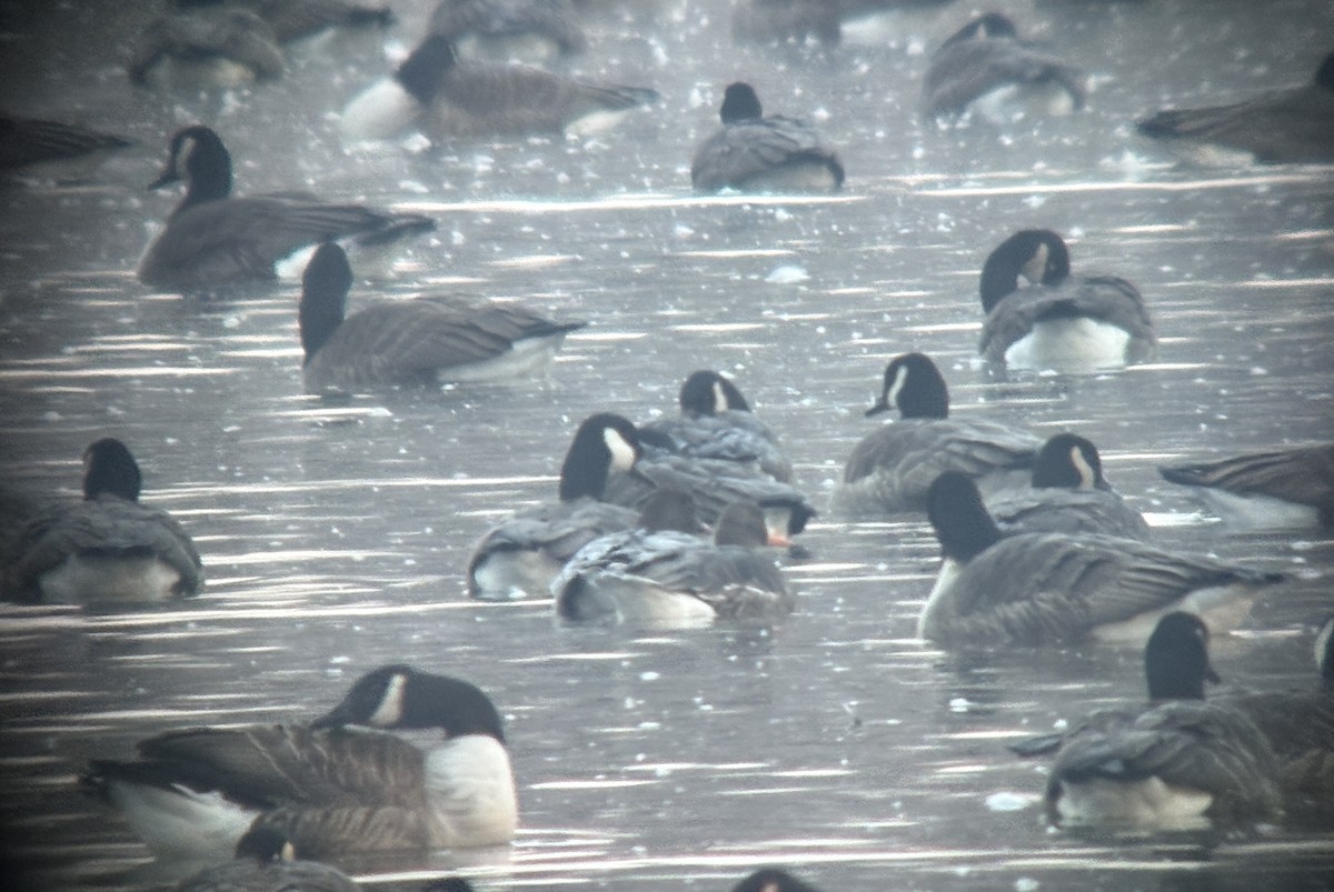 Pink-footed Goose - ML646383154