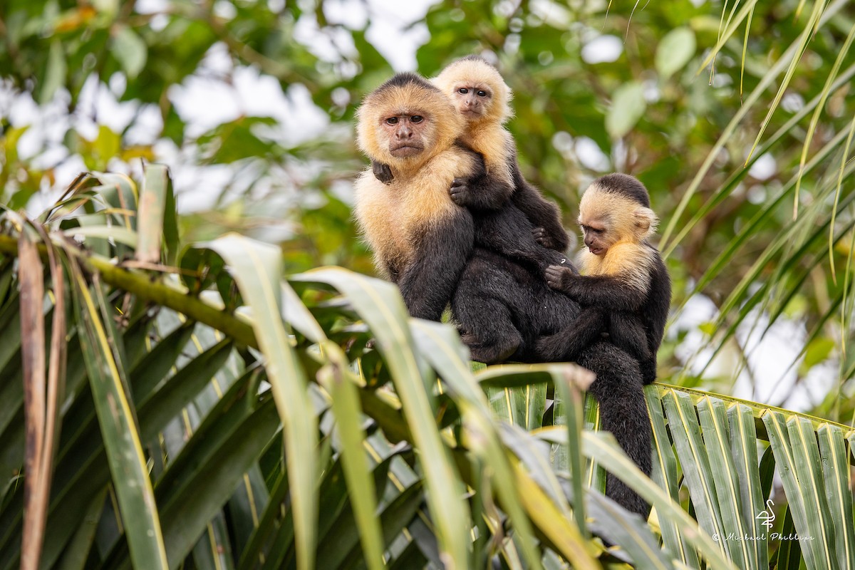 Animals - ML646383155