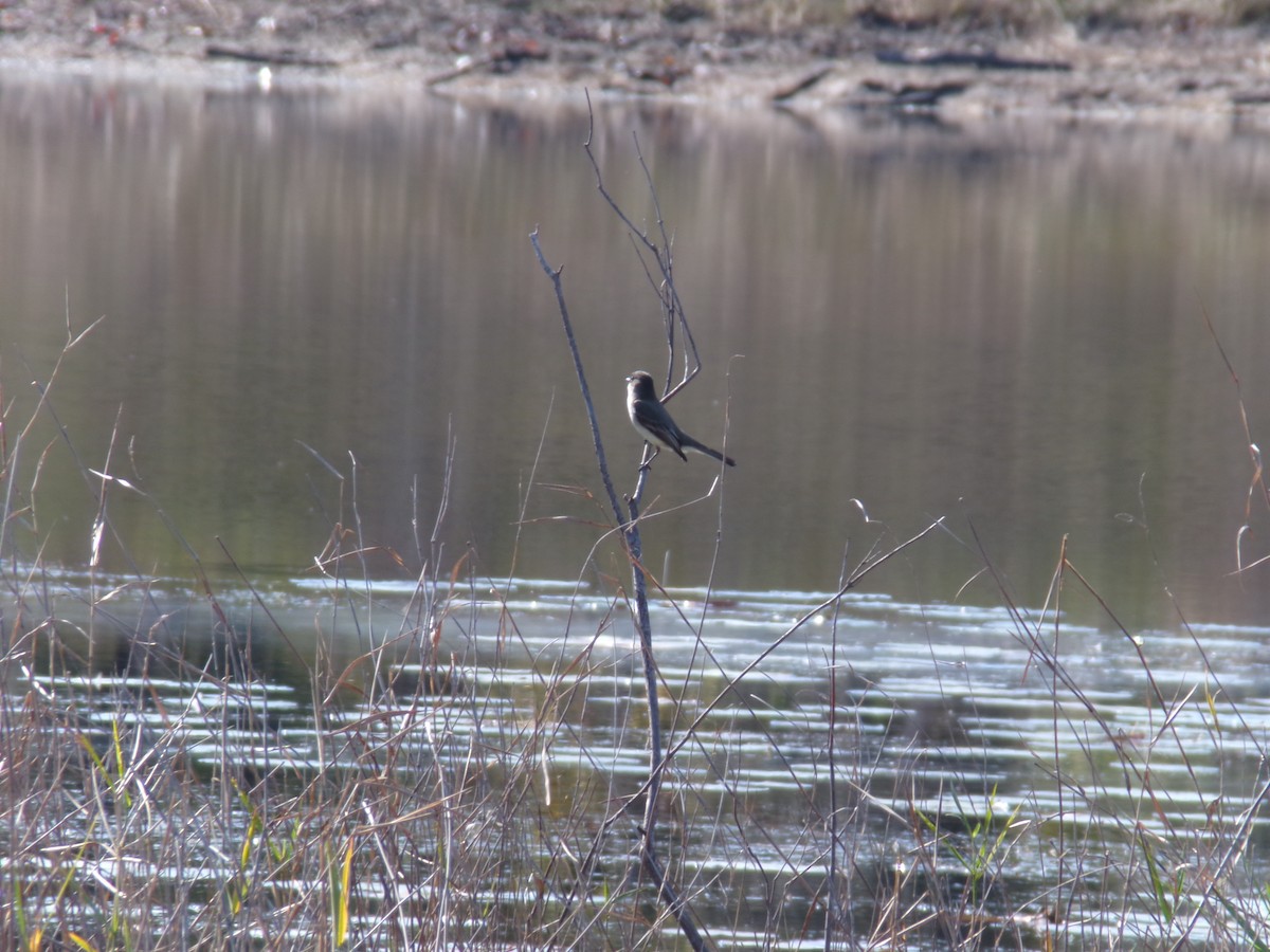 Eastern Phoebe - ML646383156