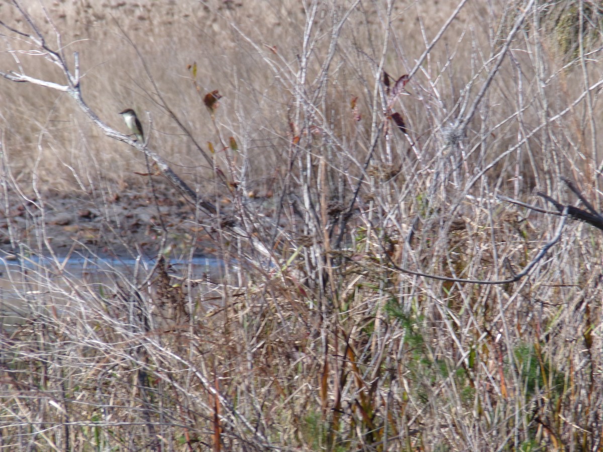Eastern Phoebe - ML646383157