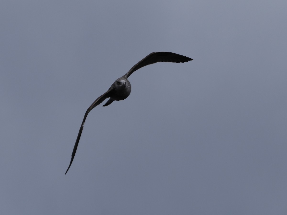 Kelp Gull - ML646383159