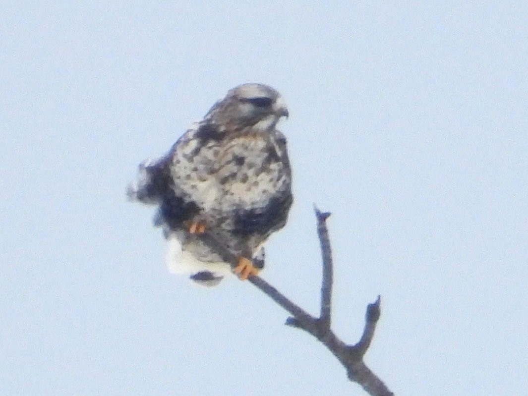 Rough-legged Hawk - ML646383160