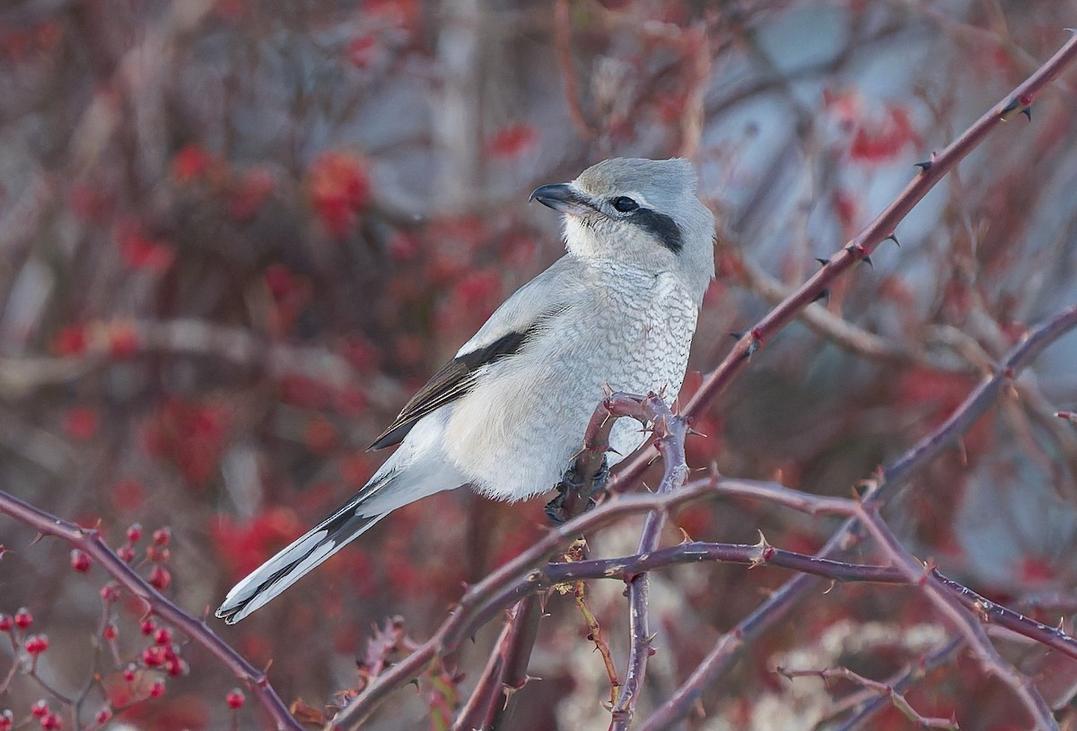 Northern Shrike - ML646383161