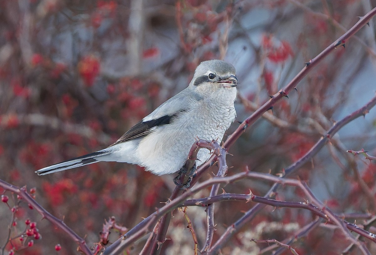 Northern Shrike - ML646383162