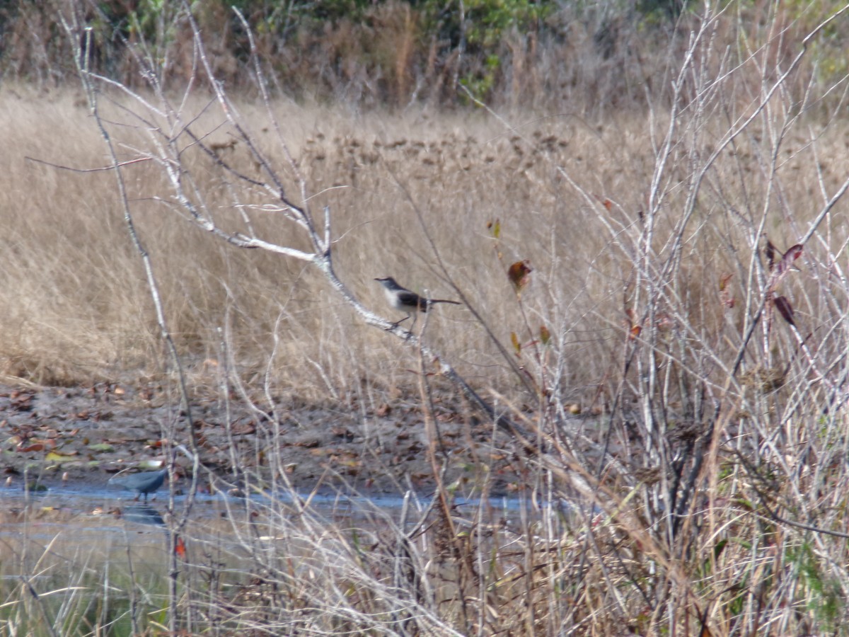 Northern Mockingbird - ML646383163