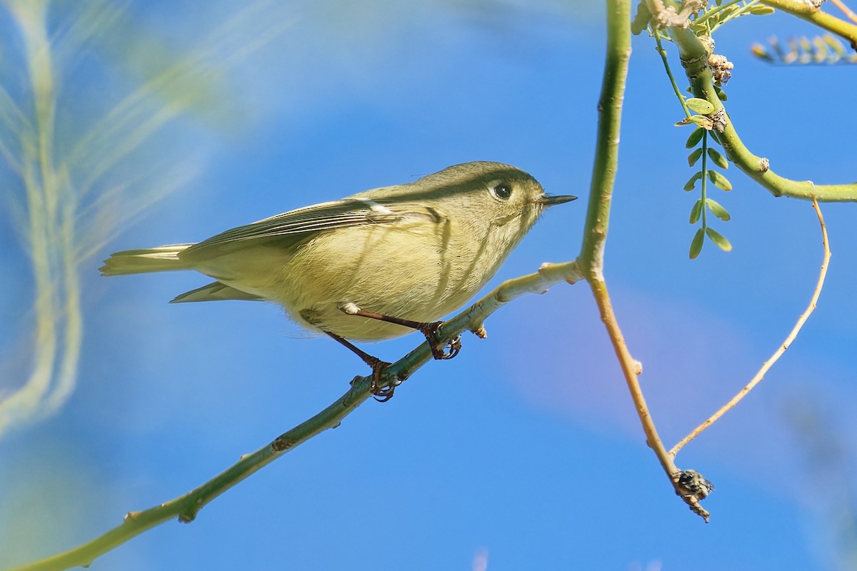 Ruby-crowned Kinglet - ML646383164