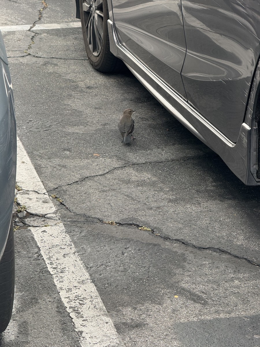 Brewer's Blackbird - ML646383165