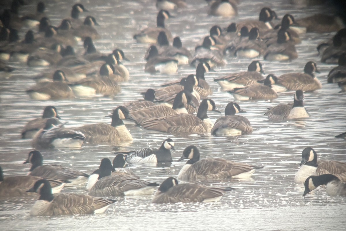 Barnacle Goose - ML646383168