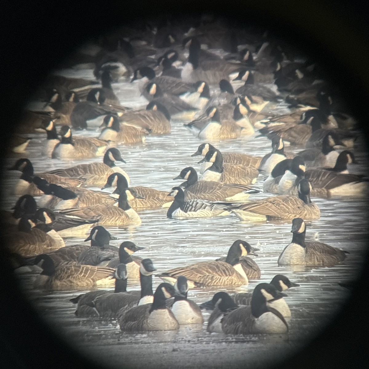 Barnacle Goose - ML646383169