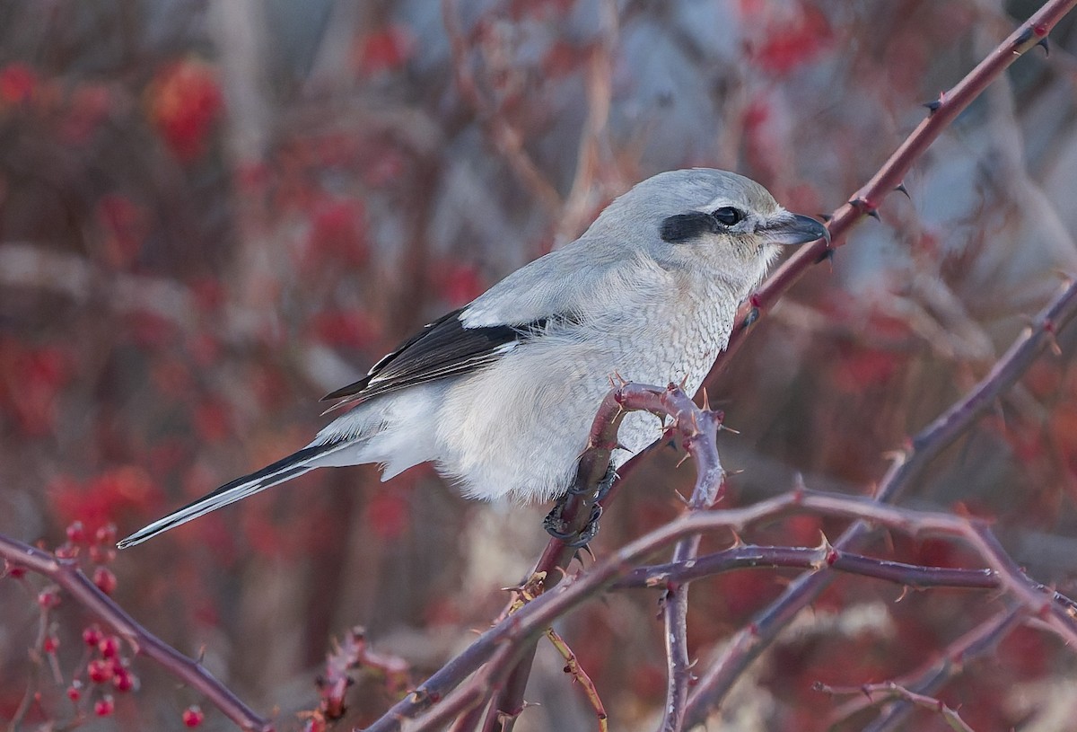 Northern Shrike - ML646383170