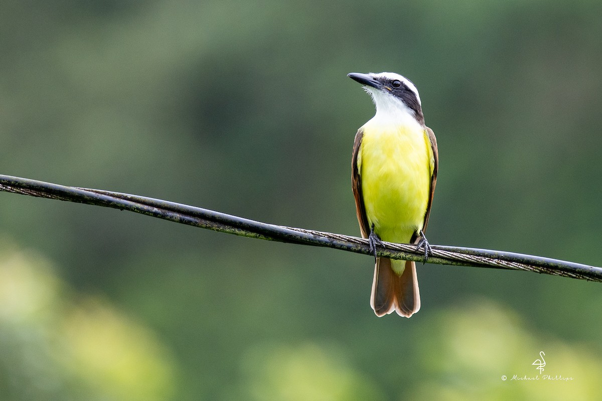 Great Kiskadee - ML646383171