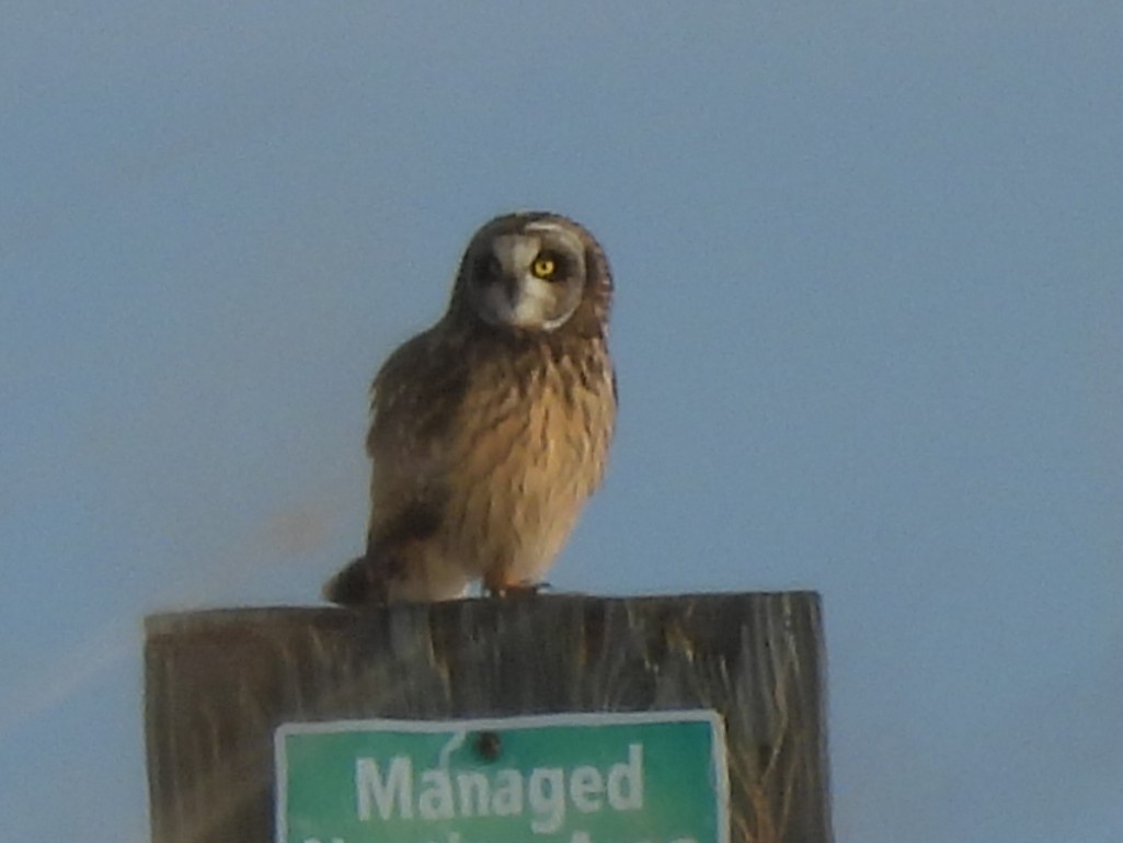 Short-eared Owl - ML646383172