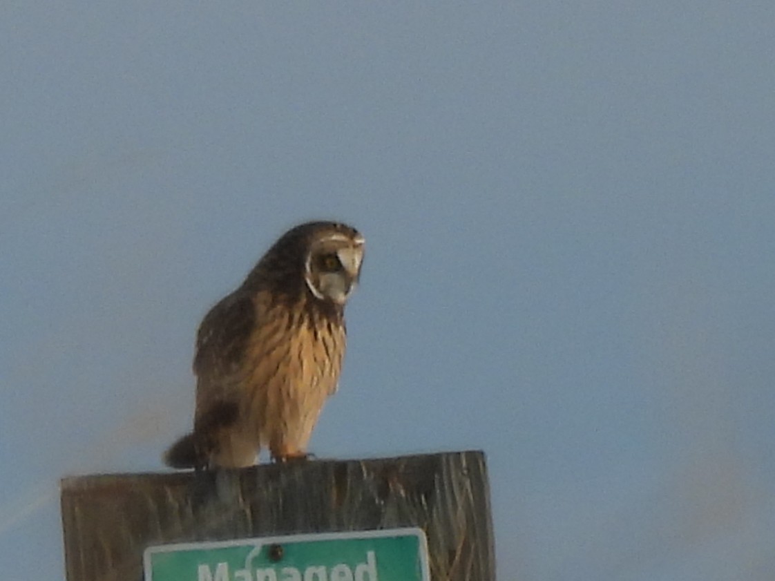 Short-eared Owl - ML646383173