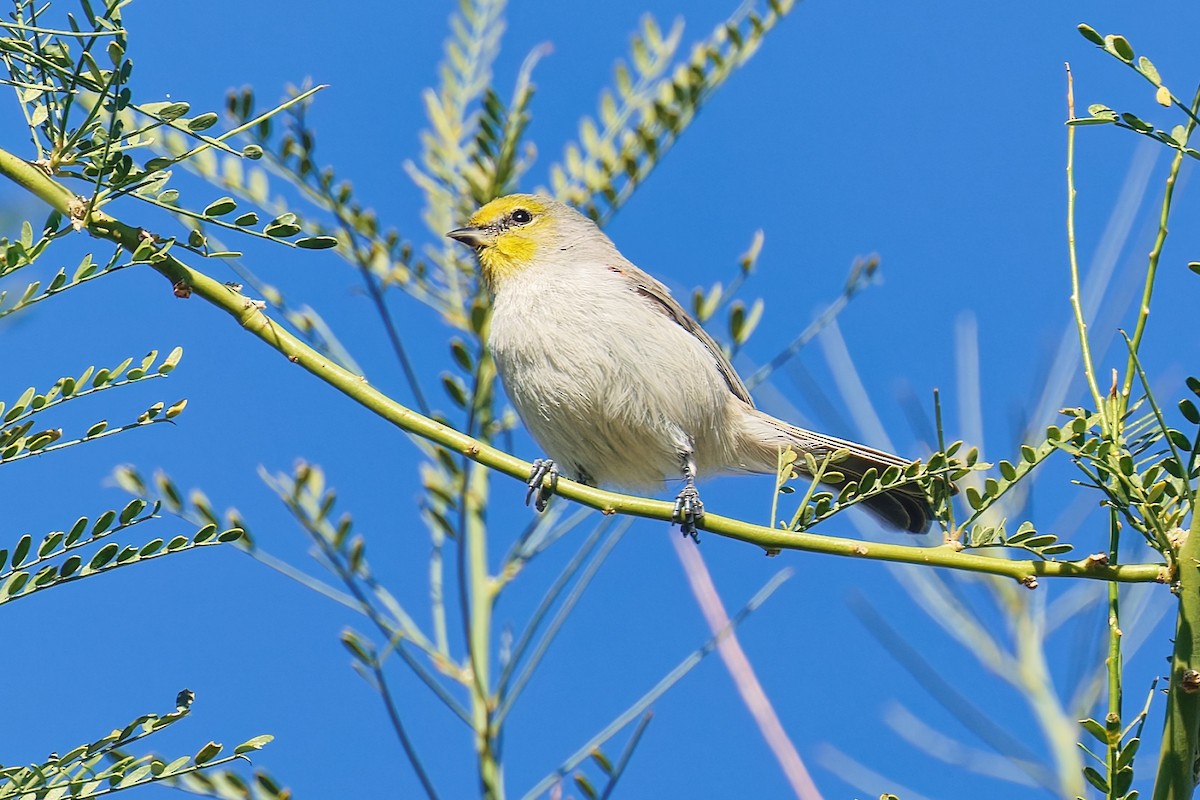 Verdin - ML646383174