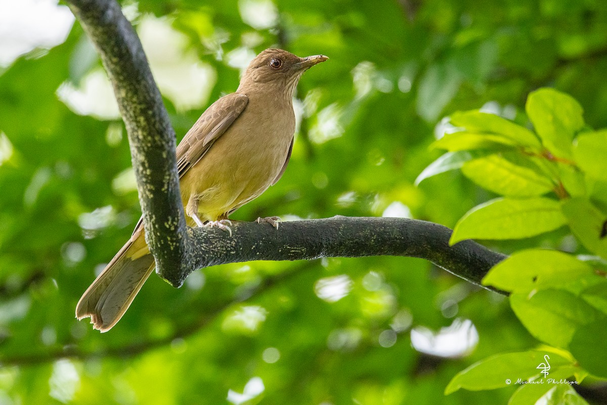 Clay-colored Thrush - ML646383176