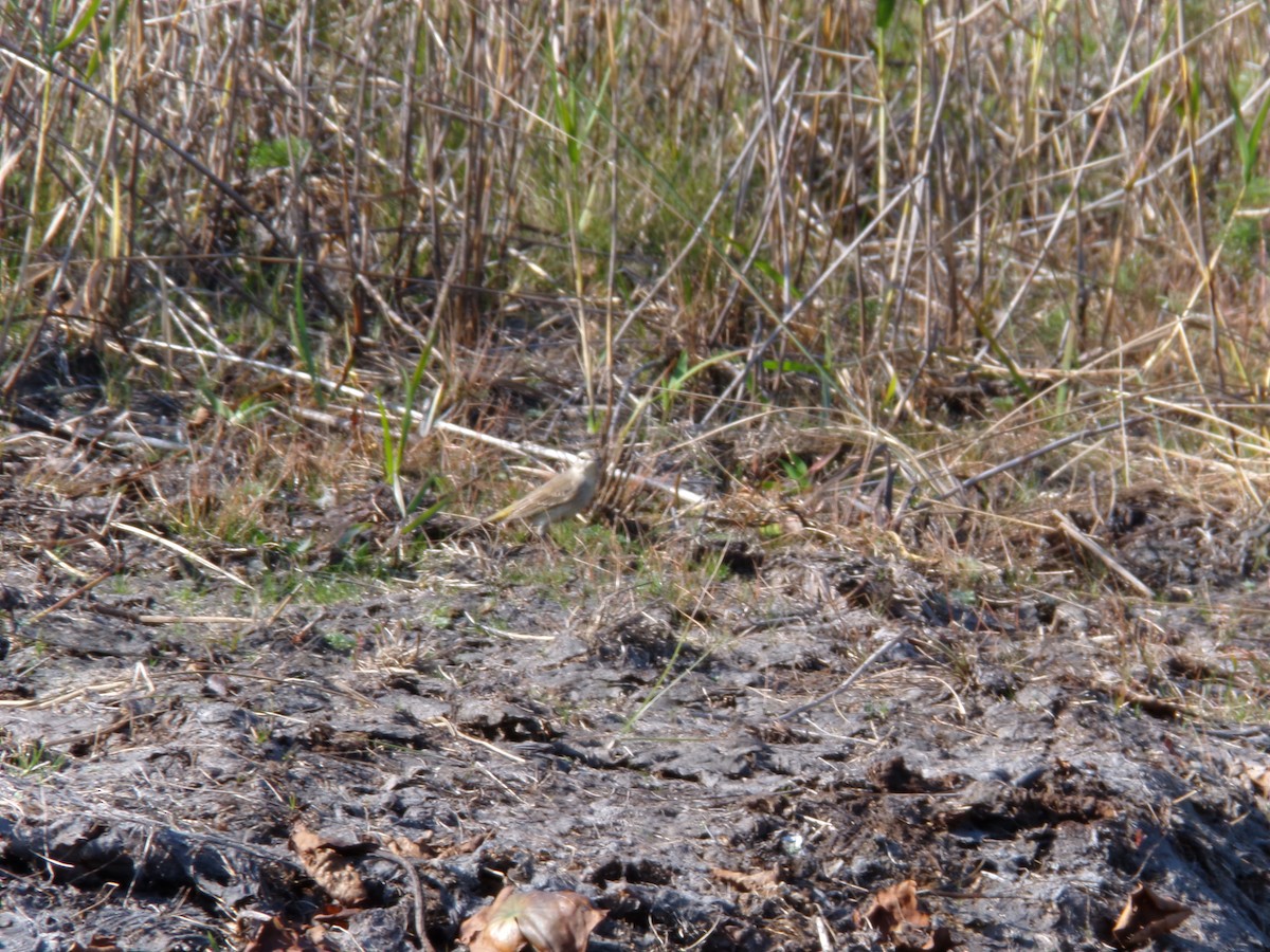 Palm Warbler - ML646383179