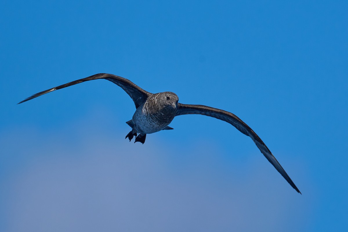 Pomarine Jaeger - ML646383180