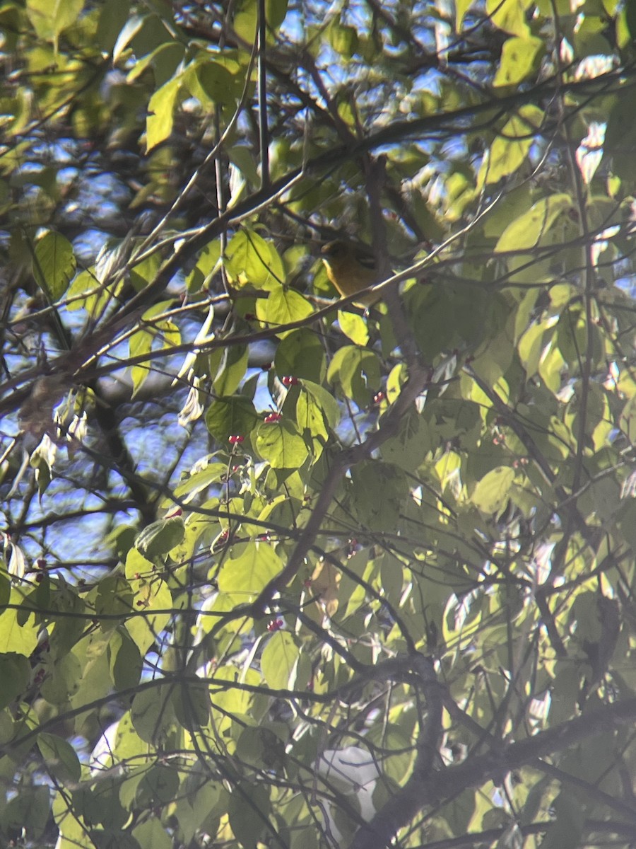 Baltimore Oriole - ML646383184