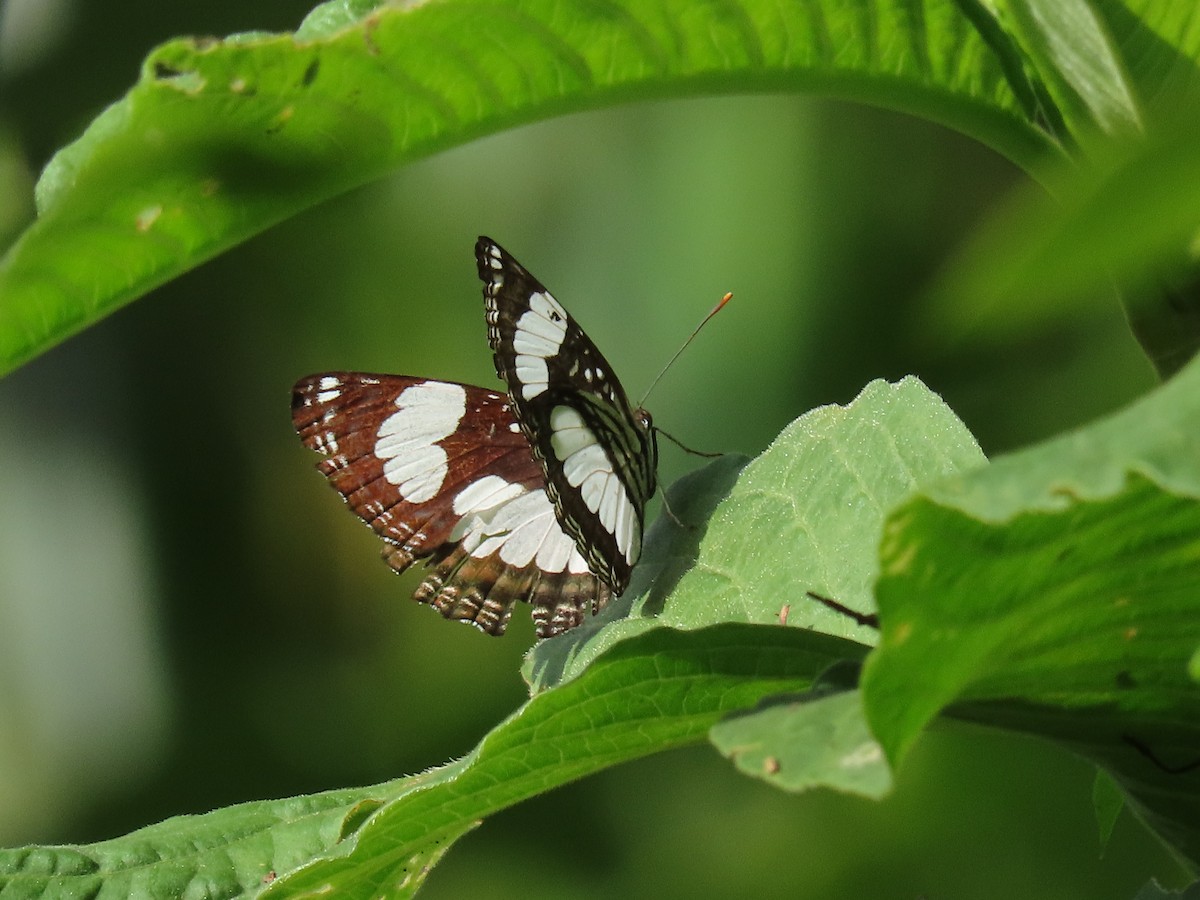 Animals - ML646383185