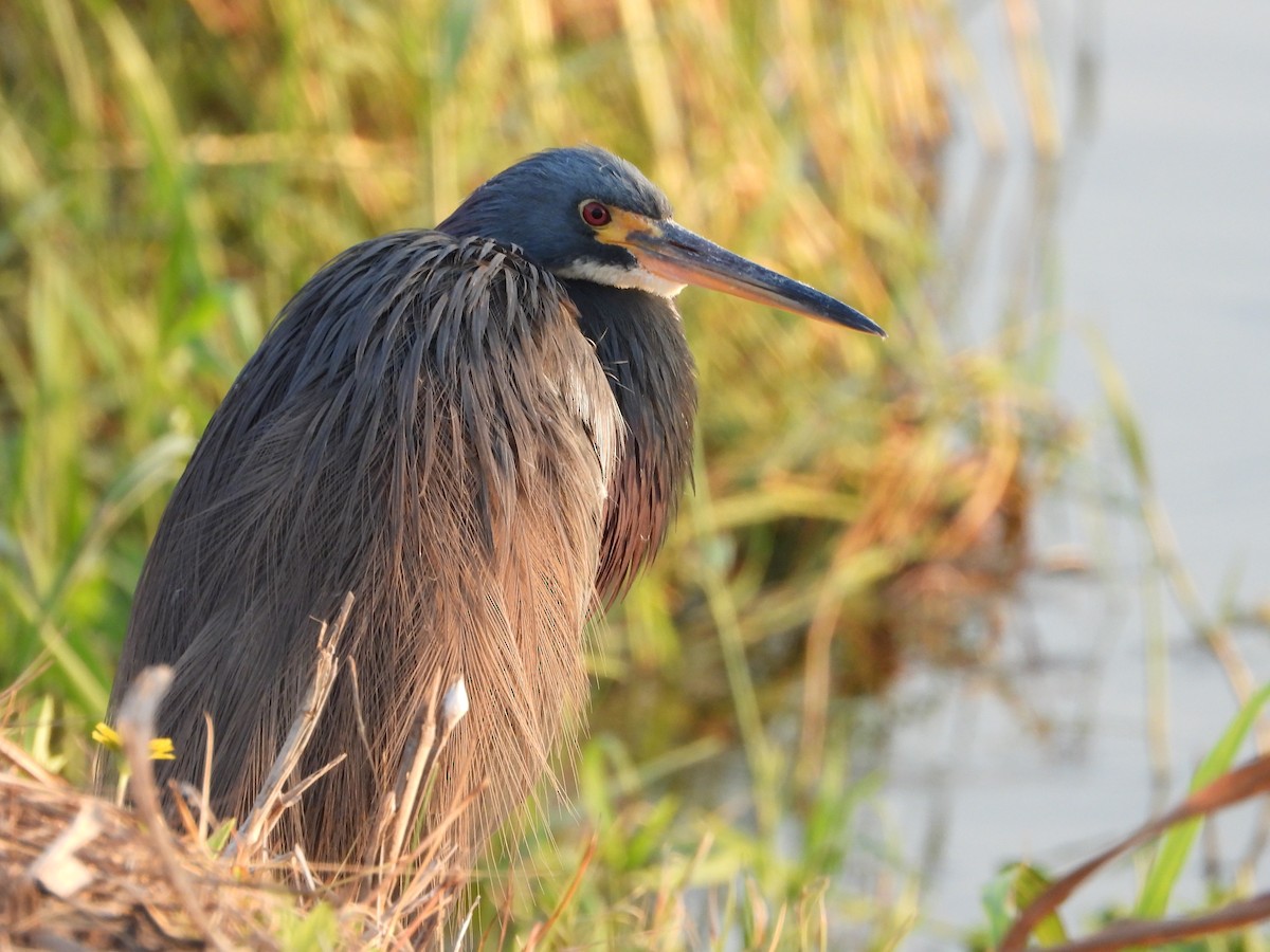 Tricolored Heron - ML646383186