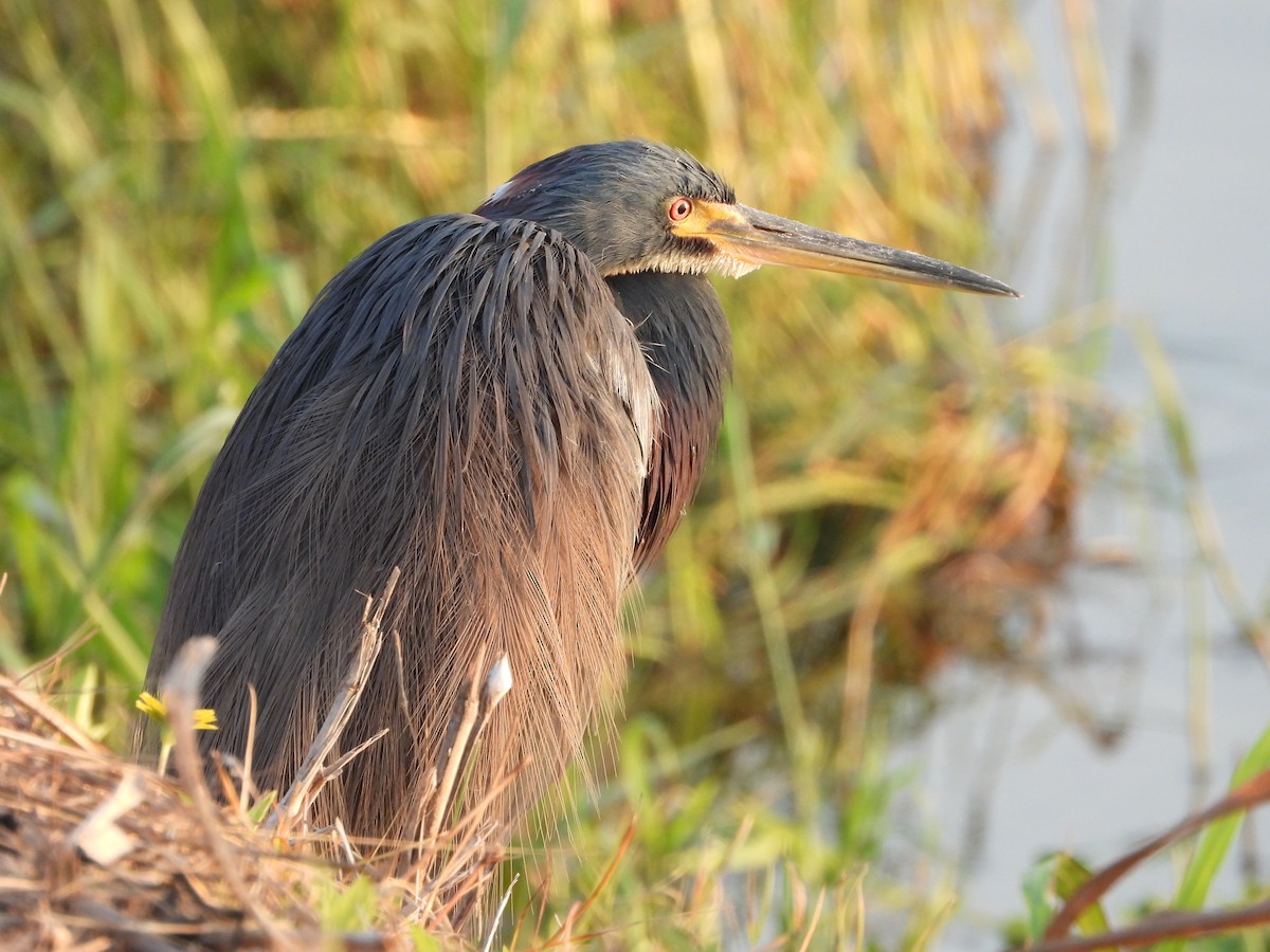 Tricolored Heron - ML646383187
