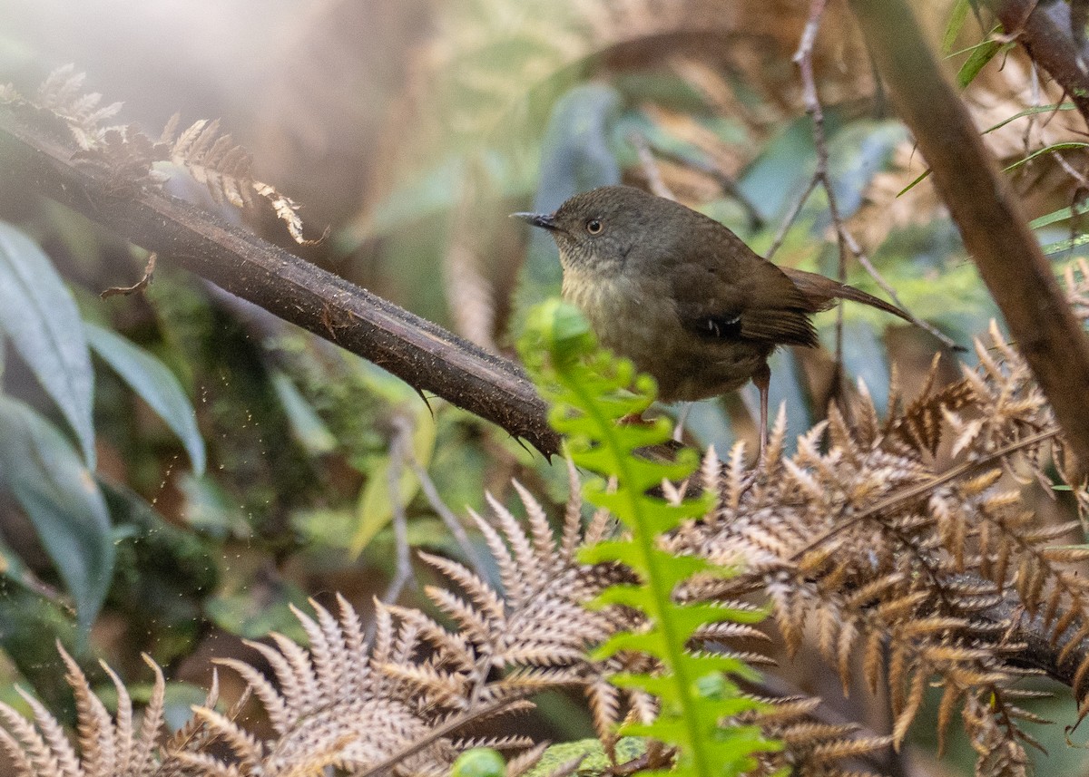 tasmankrattsmett - ML646383188