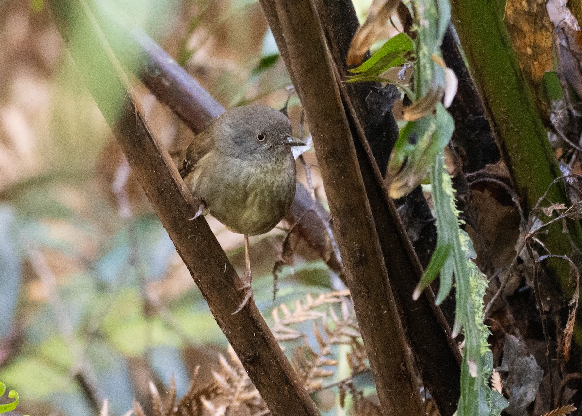 tasmankrattsmett - ML646383189