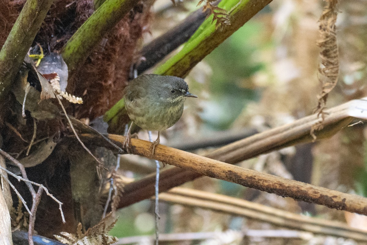 tasmankrattsmett - ML646383191