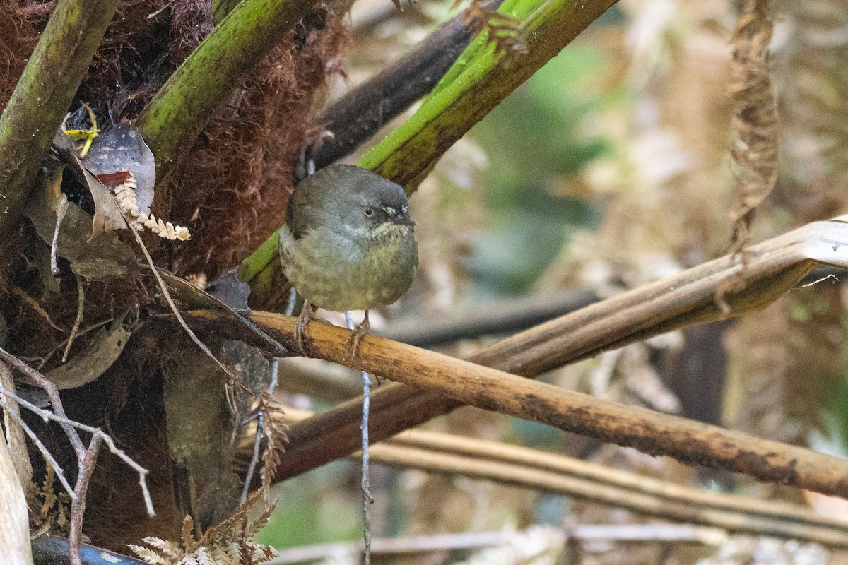 tasmankrattsmett - ML646383192